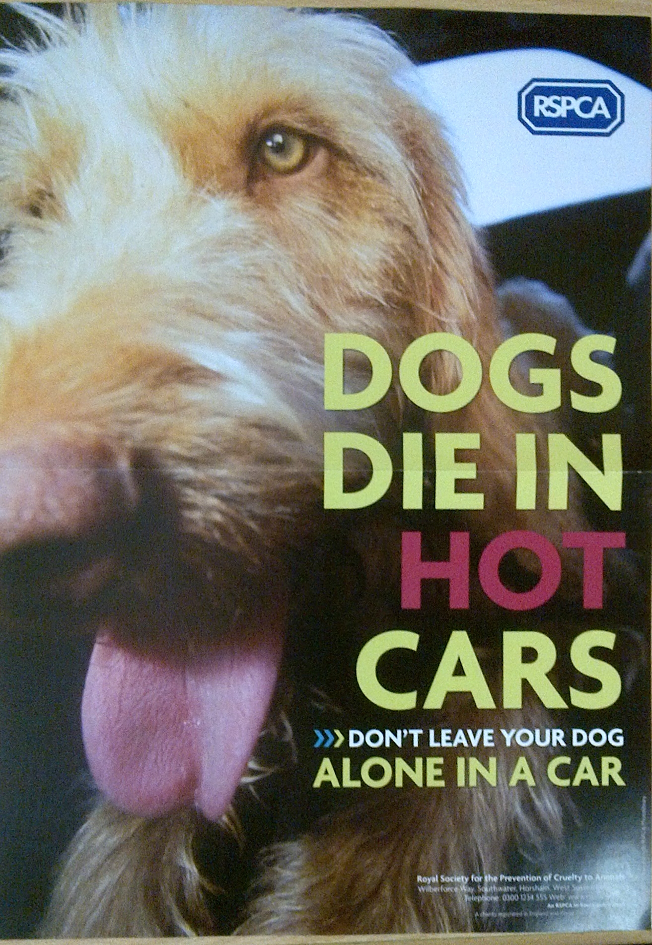 Dogs die in hot cars 