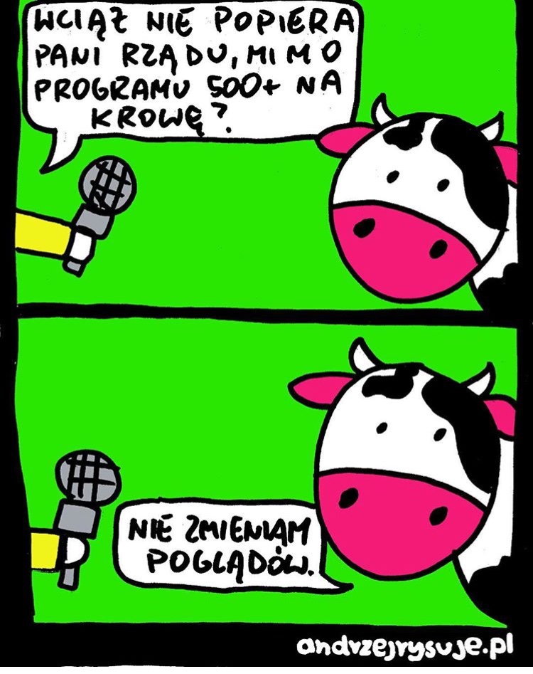 Wywiad z krową na temat projektu 500 +