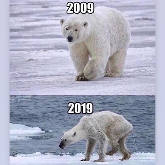 Over 10 years we have been hurting not only our planet but also the animals that live in it.