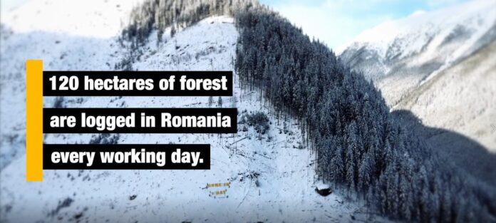 Pădure pe jumătate tăiată însoțită de mesajul: „120 hectares of forest are logged in Romania every working day”